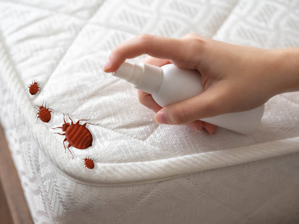 Best Bed Bug Extermination  in Veazie, ME